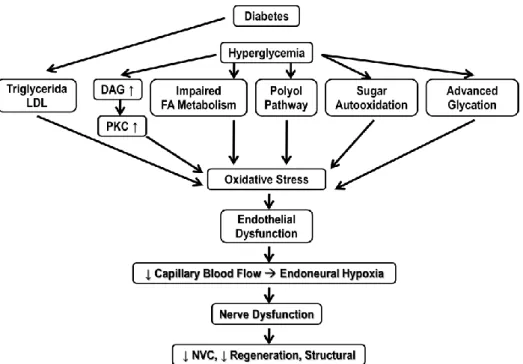 Gambar 1. Patogenesis Neuropati Diabetik 