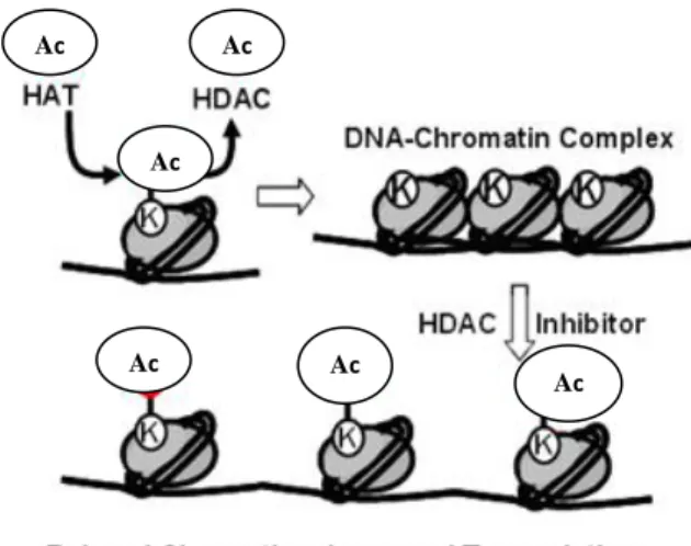 Gambar 1. Proses asetilasi dan deasetilasi protein histon (Anonim, 2009) 