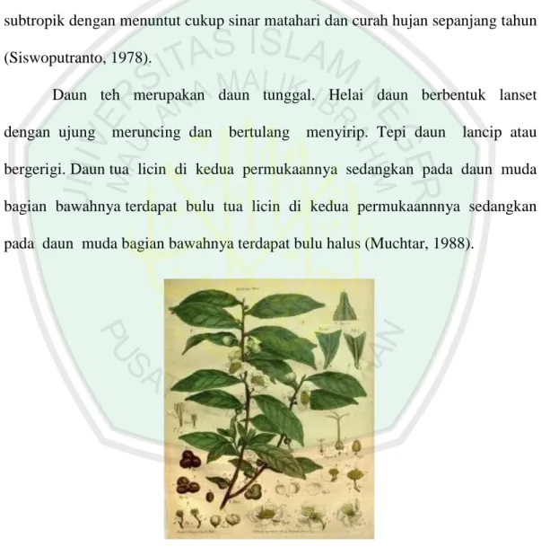 Gambar 2.9 Morfologi Tanamn Teh (Camellia sinensis L.)   (Anonimous, 2014) 