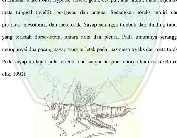 Gambar 2.1 Morfologi umum serangga, dicontohkan dengan belalang  (Orthoptera)(a) kepala, (b) toraks, (c) abdomen, (d) antena, (e) mata, (f) tarsus, 