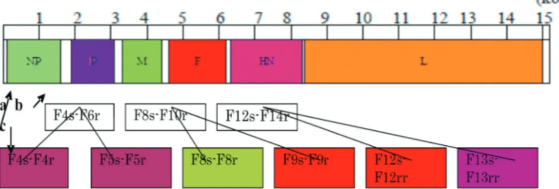Gambar 1. Skema struktur genom  virus ND dengan panjang 15,1 kb yang tersusun atas gen NP, P, M, F, HN dan L (a) ; Perkiraan posisi primer untuk PCR I (b) dan perkiraan posisi primer untuk nested (c)