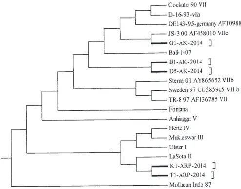 Gambar 1. Hubungan filogenetik antara isolat avian paramyxovirus tipe-1 yang diisolasi dari kasus yang diduga ND pada ayam pada tahun 2014 di Bali