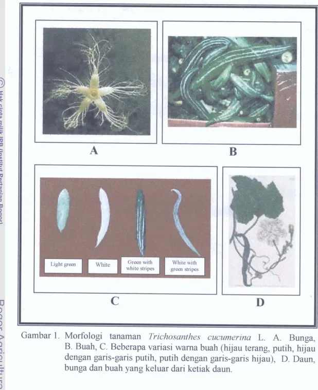 Gambar  1.  Morfologi  tanaman  Trichosanthes  cucumerina  L.  A.  Bunga,  B. Buah, C