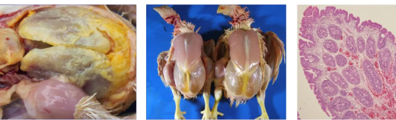 Gambar 4. Salmonella pullorum pada anak ayam ditandai  dengan diare putih, anus kotor dan bulu lengket 