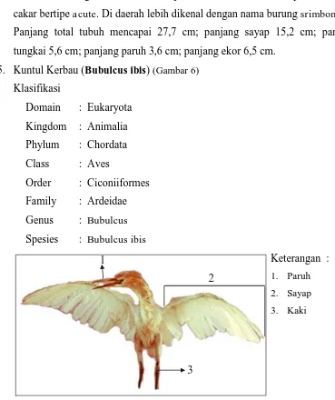 Gambar 6. Bubulcus ibis 