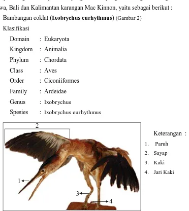 Gambar 2. Ixobrychus eurhythmus  