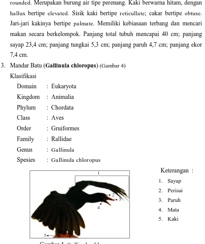 Gambar 4. Gallinula chloropus 