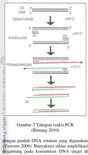 Gambar 2 Tahapan reaksi PCR  (Bintang 2010) 