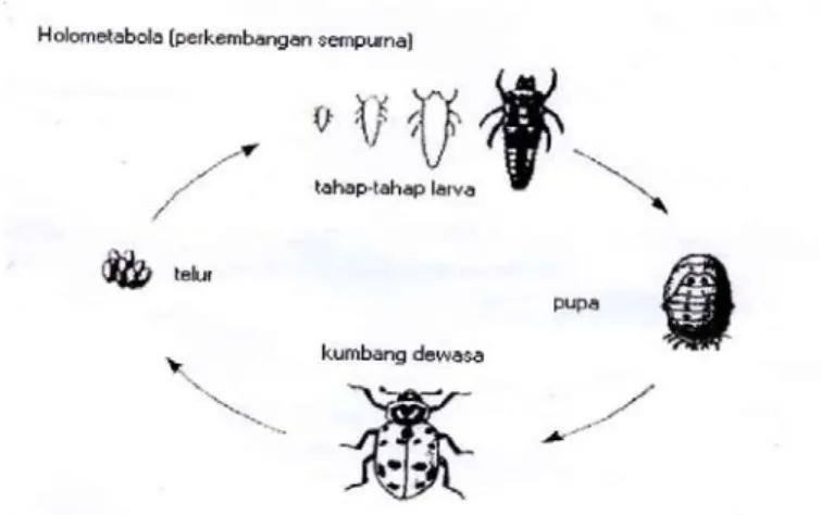 Gambar  2.2  Perkembangan serangga secara Holometabola (Perkembangan  sempurna), Sumber : Tarumingkeng (1999) 