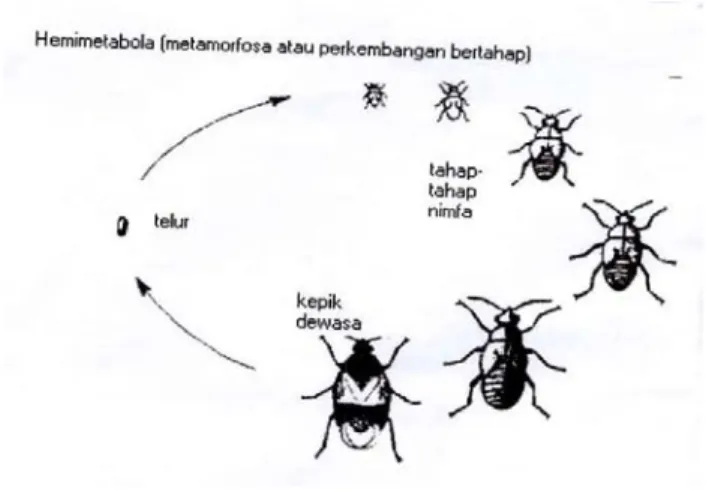 Gambar 2.3  Perkembangan serangga secara Hemimetabola (perkembangan  bertahap), Sumber : Tarumingkeng (1999) 