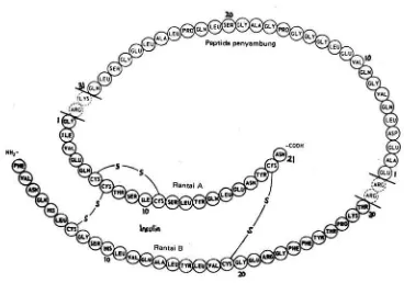 Gambar 2. Struktur proinsulin. Molekul-molekul insulin dan peptida C dihubungkan pada 
