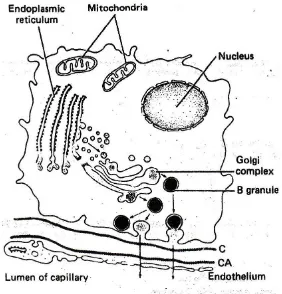 Gambar 3. Biosintesa dan sekresi insulin. Insulin dibentuk dalam endoplasmik retikulum 