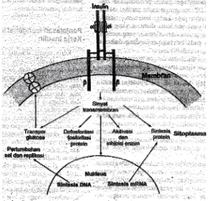 Gambar 4. Hubungan reseptor insulin dengan kerja insulin. Insulin terikat dengan 