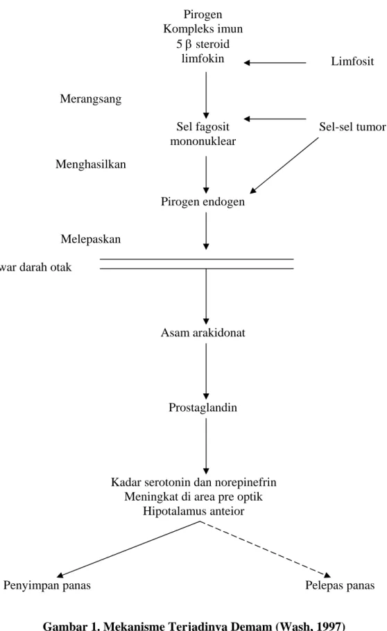 Gambar 1. Mekanisme Terjadinya Demam (Wash, 1997) Pirogen Kompleks imun 5 β steroid limfokin Sel fagosit mononuklear Pirogen endogenAsam arakidonatProstaglandin  