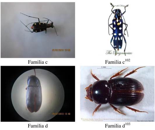 Gambar 4.6   Spesimen 6 Ordo Coleoptera 