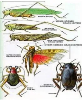 Gambar 2.2 Morfologi dari Beberapa Kelompok Orthoptera 25 2) Ordo Odonata 