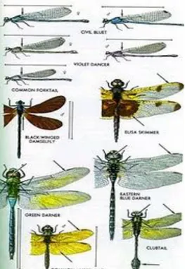 Gambar 2.3 Morfologi dari Beberapa Kelompok Odonata 29 3) Ordo Hemiptera (kepik; bersayap setengah) 