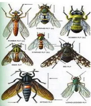 Gambar 2.6 Hewan Kelompok Diptera 40 7) Ordo Coleoptera (Bersayap Perisai) 