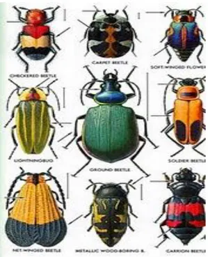 Gambar 2.7 Hewan Kelompok Coleoptera 43 8) Ordo Hymenoptera (Bersayap Selaput) 