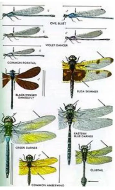 Gambar 2.3 Morfologi dari Beberapa Kelompok Odonata 42                                                  