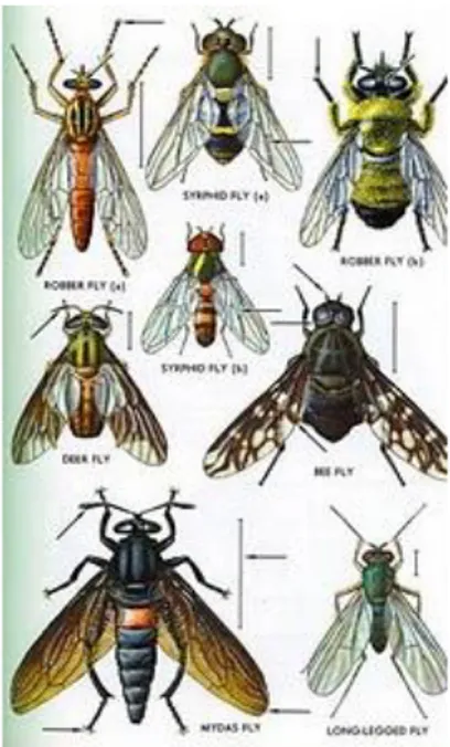 Gambar 2.6 Hewan Kelompok Diptera 49 7)  Ordo Coleoptera (Bersayap Perisai) 