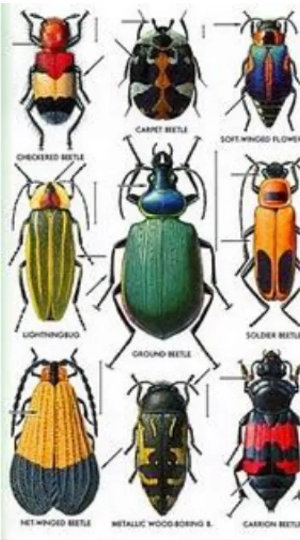 Gambar 2.7 Hewan Kelompok Coleoptera 51