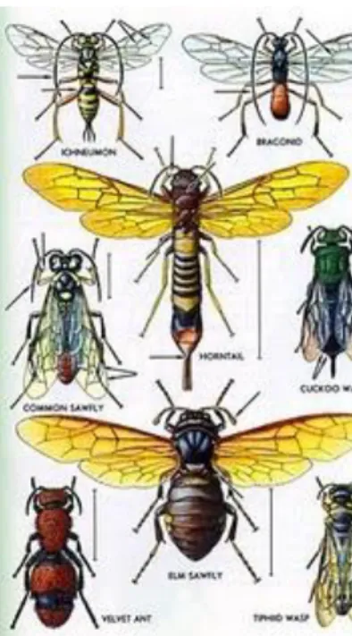 Gambar 2.8 Hewan Kelompok Hymenoptera 53