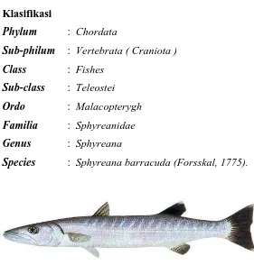 Gambar Ikan Tunul 