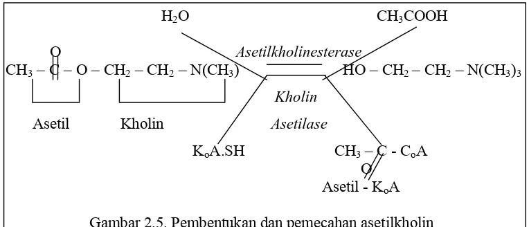 Gambar 2.5. Pembentukan dan pemecahan asetilkholin 