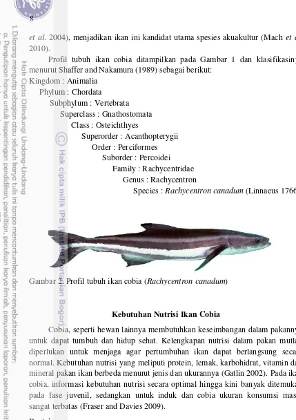 Gambar 2. Profil tubuh ikan cobia (Rachycentron canadum) 