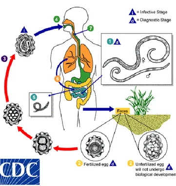 Gambar 2.3. Siklus Hidup A. lumbricoides (CDC, 2009a) 