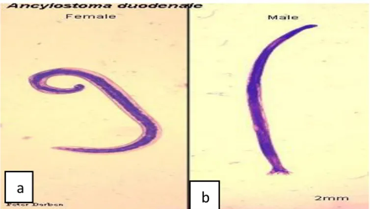 Gambar 2.7. a. cacing A.duodenale dewasa betina, b. cacing  A.duodenale dewasa jantan (Prianto, Tjahaya &amp; Darwanto, 2006)