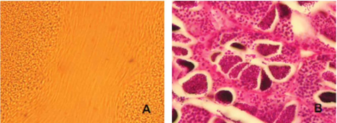 Gambar 8. Motilitas sperma hasil kanulasi (A) dan testis matang histologis (B)