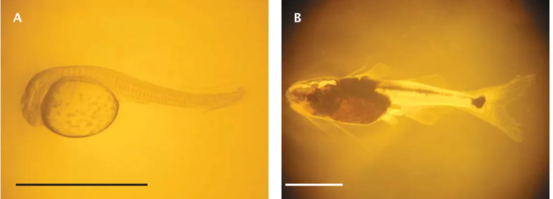 Gambar 9. Larva patin nasutus yang baru menetas (A) dan umur 10 hari (B) (skala batang= 3 mm) Figure 9