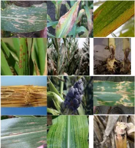 Tabel 3. Gejala-gejala penyakit jagung
