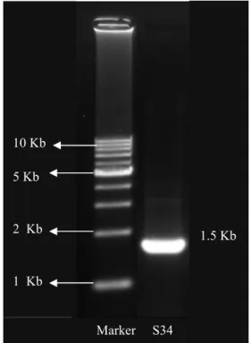 Gambar  6  Hasil  elektroforesis  DNA  bakteri  asam laktat S34. 