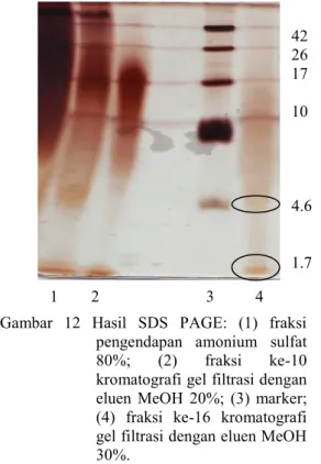 Gambar  12  Hasil  SDS  PAGE:  (1)  fraksi  pengendapan  amonium  sulfat  80%;  (2)  fraksi  ke-10  kromatografi gel filtrasi dengan  eluen  MeOH  20%;  (3)  marker;  (4)  fraksi  ke-16  kromatografi  gel filtrasi dengan eluen MeOH  30%
