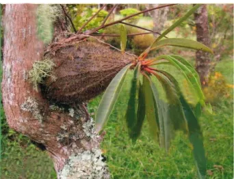 Gambar 1. Sarang Semut (M. tuberose) yang diambil  dari Majannang Malino Sulawesi Selatan 
