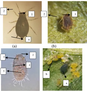Gambar 4. (a) A. gossyppi (b) M.persicae (c) Paracoccus sp. (d) Daun yang terserang  kutu daun