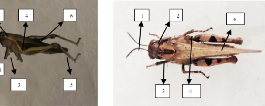 Gambar  6.  (a)  Locusta  sp.  (b)  Valannga  sp.  (1)  Antena,  (2)  Mata  majemuk,  (3)  Tungkai  depan,  (4)  Tungkai  tenggah,  (5)  Femur  tangkai  belakang  (6)  sayap