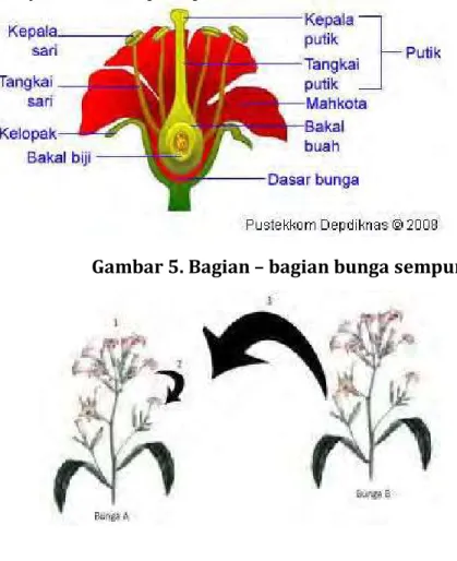 Gambar 5. Bagian – bagian bunga sempurna 