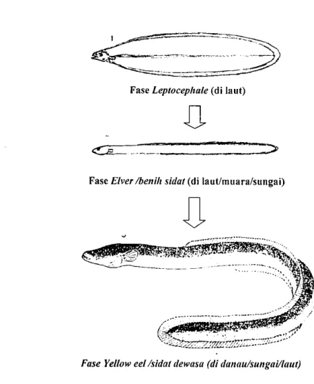 Gambar 2.  Siklus Hidup Ikan Sidat dari Leptocephale hingga dewasa 