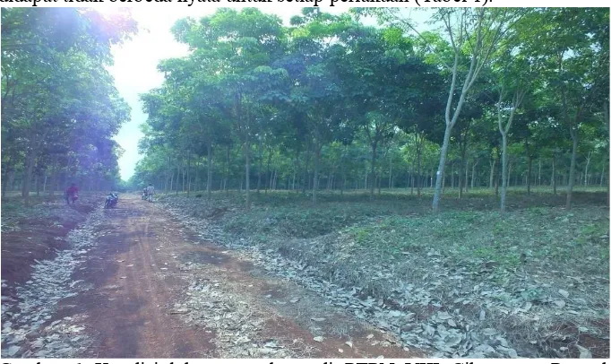 Gambar 1 Kondisi lahan percobaan di PTPN VIII Cikumpay, Purwakarta sebelum aplikasi