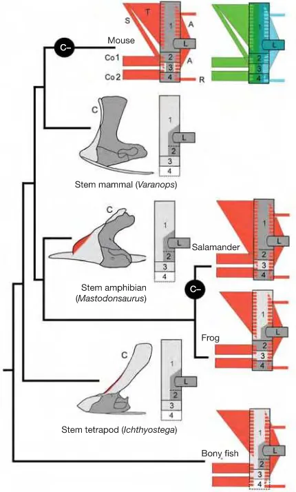 Figure 7 | Muscle scaffolds in fossils. The cleithrum (light grey box 1) hasbeen lost (C2) several times independently in evolution and ‘morphs’ intoscapular spines