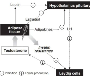 Gambar 3 menunjukkan hubungan antara hipotestosteron dengan  resistensi insulin. Rendahnya kadar testosteron menstimulasi peningkatan  adiposit