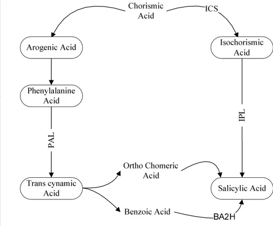 Gambar 3. Lintasan biosintesis salicylic acid (Delaney, 2004)