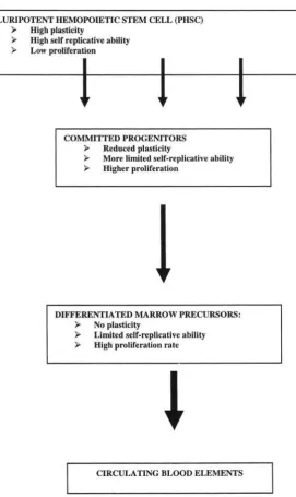 Figure 1. Overview of hemopoiesis as a compartmental process.
