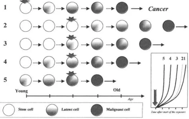 Figure 3. The multistage carcinogenesis inducted by single exposure to acarcinogenicagent at different ages.