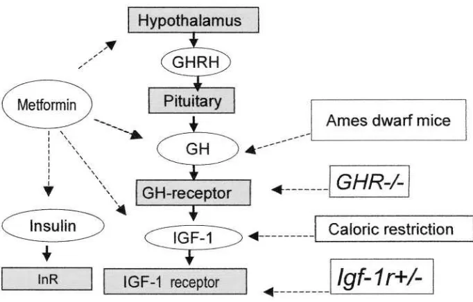Figure 4. Proposed effects of metformin, calorie restriction and genetic modifications oninsulin/IGF-1 signaling pathway in control of aging