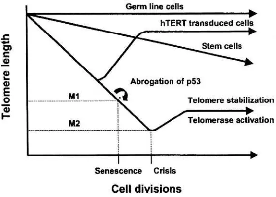 Figure 1. Replicative senescence and crisis. In germ cells telomere length is maintained bytelomerase, but most human somatic cells do not have sufficient telomerase activity tomaintain telomere length and undergo telomere shortening with each cell divisio